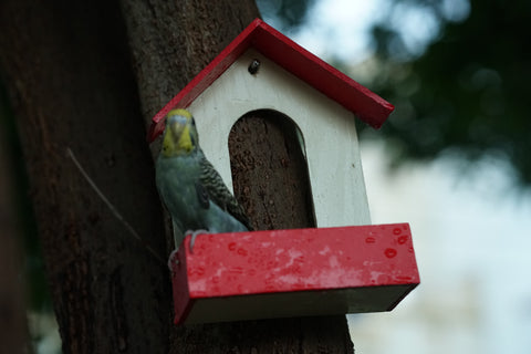 (Pack of 3) PVC Bird Feeder Waterproof