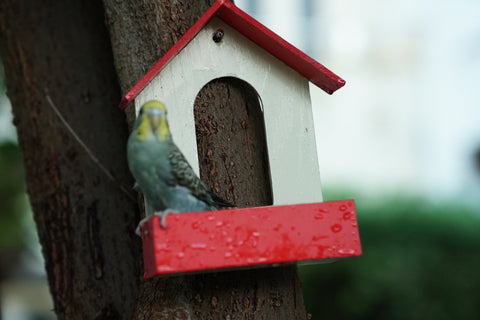 (Pack of 3) PVC Bird Feeder Waterproof
